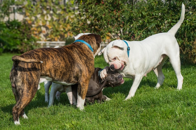 Tre cani american staffordshire terrier e american bulldog che giocano