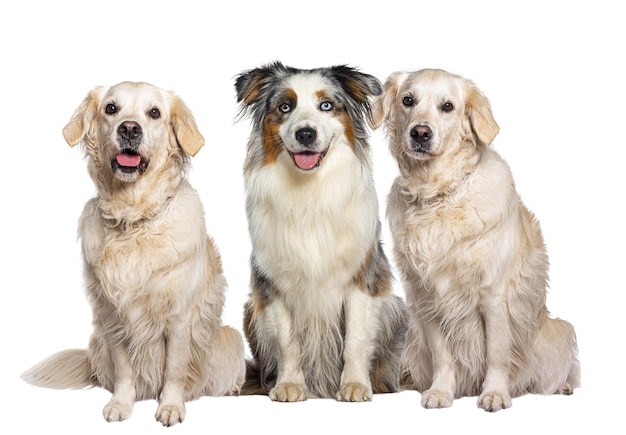 Tre cani, due Golden Retriever e un Australian Shepherd seduti insieme su uno sfondo bianco