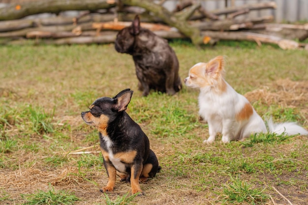 Tre cani sono seduti sull'erba Animali domestici animali Un chihuahua e un bulldog francese