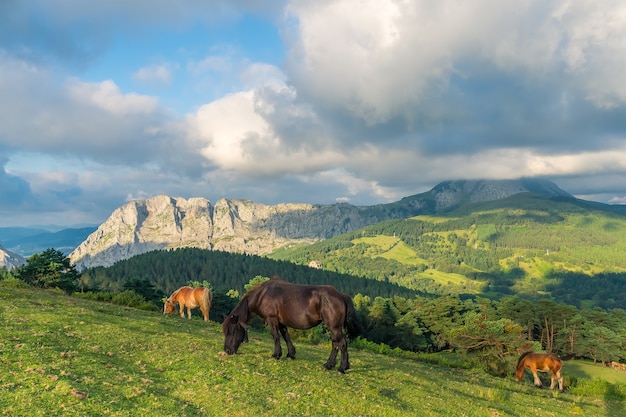 Tre cavalli in un tramonto nel parco naturale di Urkiola