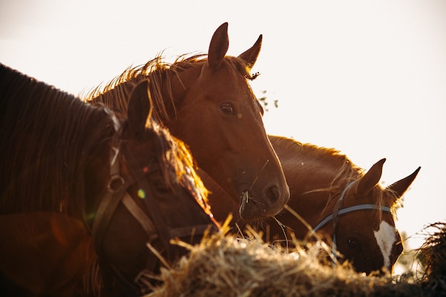 Tre cavalli marroni mangiano il fieno da una pila in una fattoria. Criniera di un cavallo nella luce dorata del tramonto posteriore.