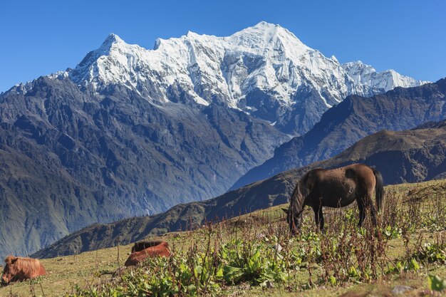 Tre cavalli riposano e guardano su un pendio di montagna di fronte alla vetta innevata del Langtang Lirung
