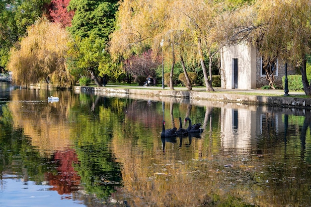 Tre cigni neri nuotano nello stagno del parco cittadino