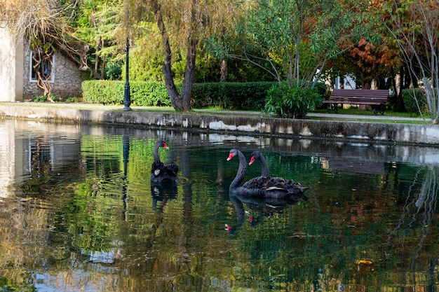 Tre cigni neri nuotano nello stagno del parco cittadino