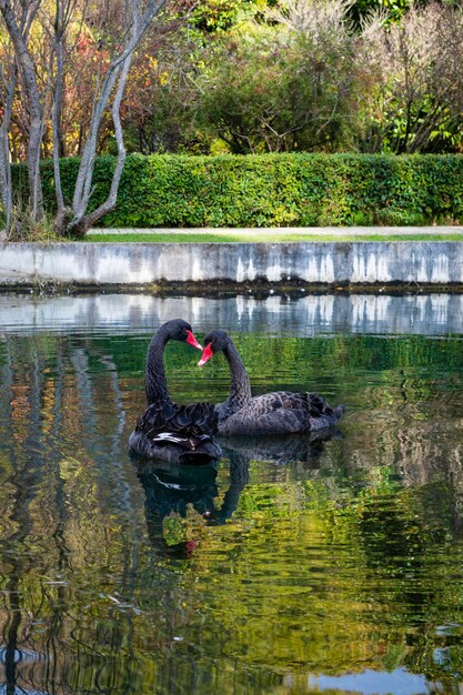 Tre cigni neri nuotano nello stagno del parco cittadino