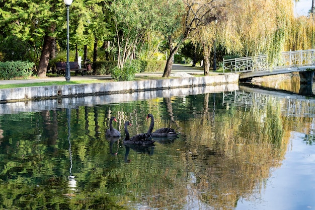 Tre cigni neri nuotano nello stagno del parco cittadino