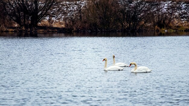 Tre cigni nuotano sul fiume nel freddo autunno