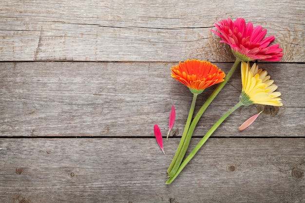 Tre coloratissimi fiori di gerbera