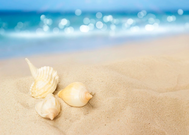 tre conchiglie giacciono sulla sabbia sullo sfondo del mare