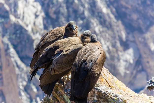 Tre condor al canyon del Colca seduto PerùSud America Questo è un condor, il più grande uccello volante della terra