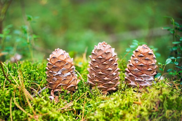 Tre coni del cedro siberiano nella foresta.