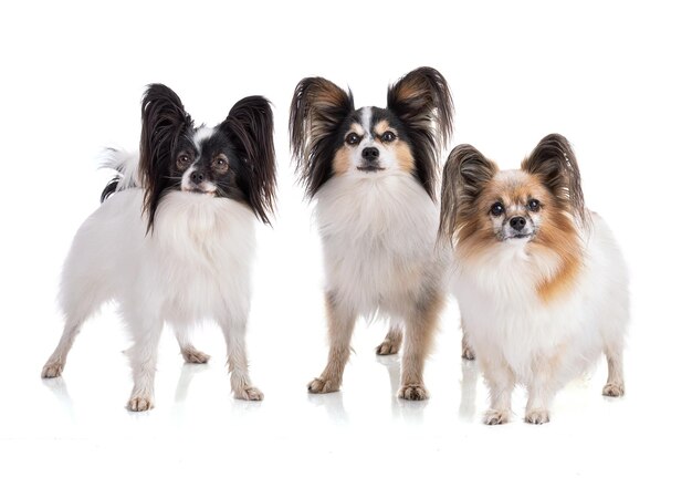 Tre continental toy spaniel papillon cane isolato su sfondo bianco in studio