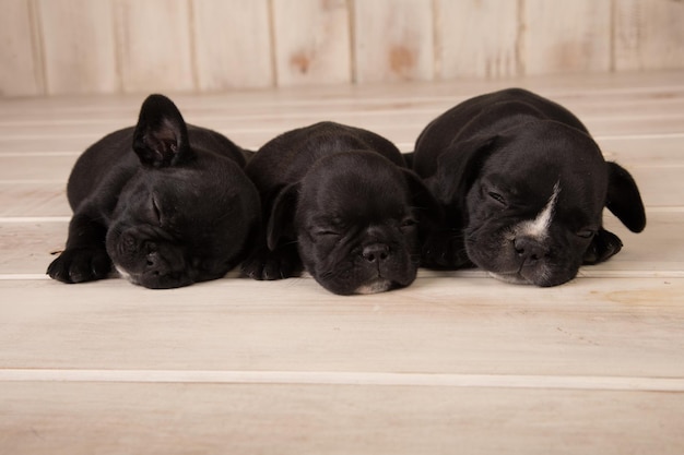 Tre cuccioli di bulldog francese che dormono su un pavimento di legno