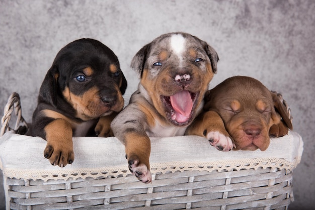 Tre cuccioli di cani leopardo louisiana catahoula su sfondo grigio