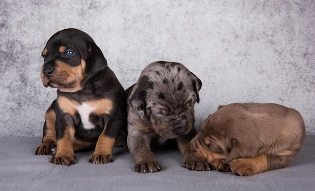 Tre cuccioli di cani leopardo louisiana catahoula su sfondo grigio