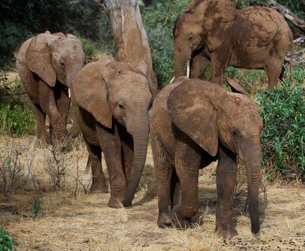 Tre cuccioli di elefante si stanno avvicinando.