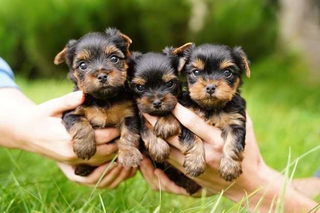 Tre cuccioli di Yorkshire-Shirry terrier carini, piccoli e pelosi si siedono nelle mani di un ragazzo e della ragazza