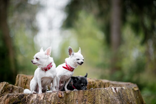 Tre cuccioli divertenti della chihuahua che si siedono sull'albero di ceppo.