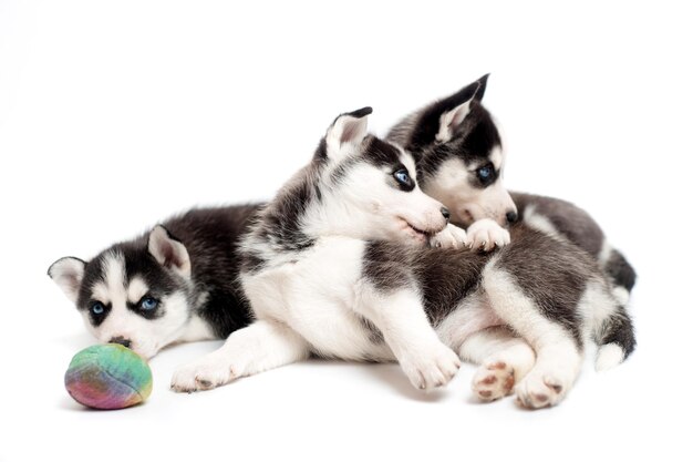 Tre cuccioli husky che giocano con una palla in studio