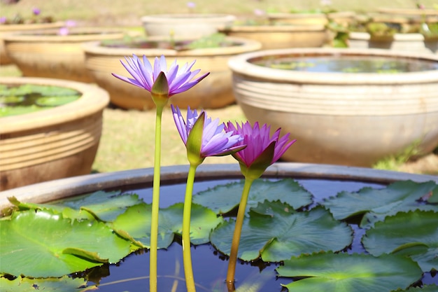 Tre di fiori di loto blu viola che sbocciano in un bacino d'acqua