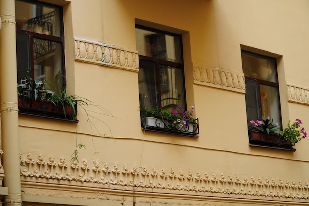 Tre finestre con fiori in un vecchio edificio a San Pietroburgo