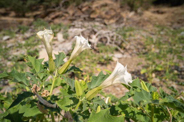 Tre fiori bianchi a forma di tromba di piante allucinogene Devils Trumpet o Jimsonweed