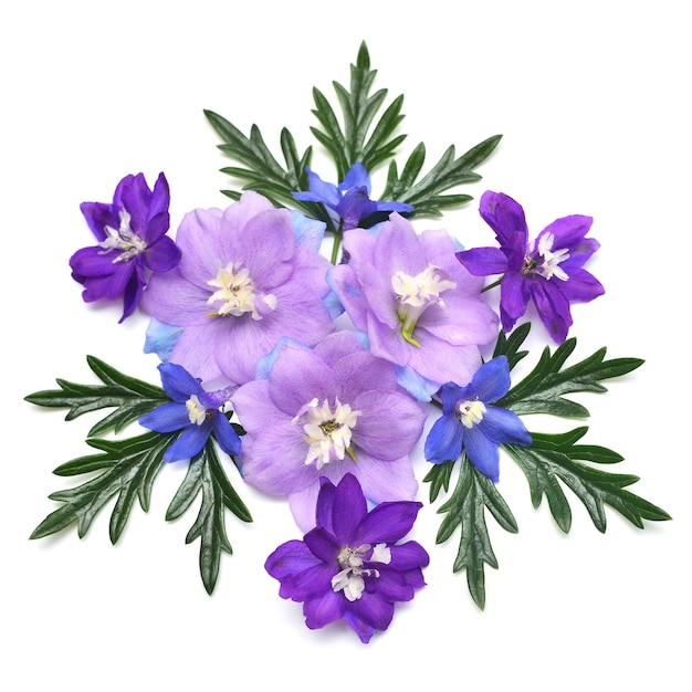 Tre fiori blu delphinium con foglia di aconitum isolati su sfondo bianco Studio macro Bellissimo motivo a composizione floreale Oggetto viola Vista dall'alto piatta