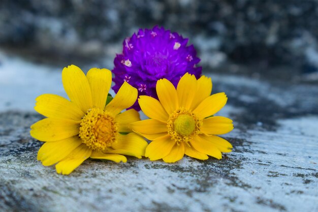 Tre fiori con colore giallo e viola nella luce del giorno di primavera