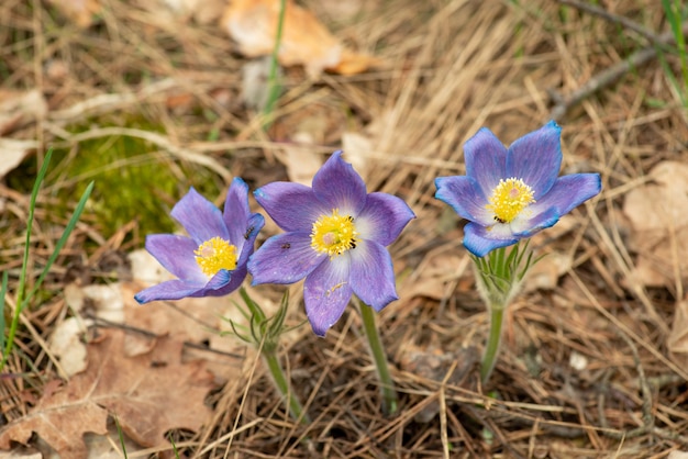 Tre fiori di anemone patene in pineta