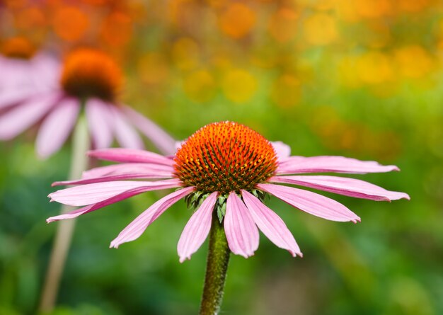 Tre fiori di Echinacea su sfondo colorato naturale