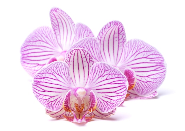 Tre fiori di orchidea con strisce giacciono su uno sfondo bianco. isolato.