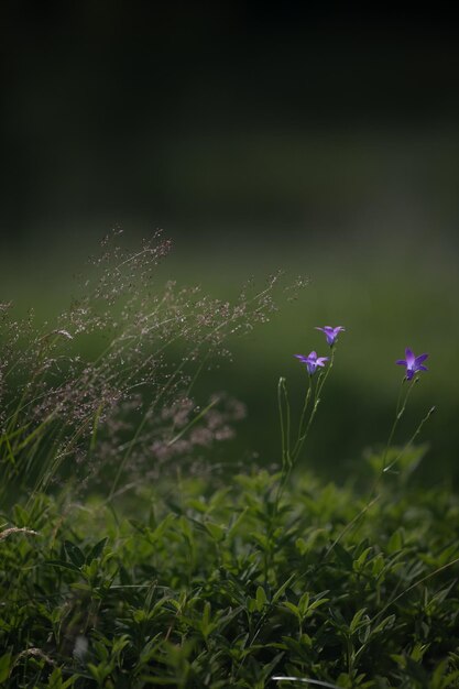 Tre fiori viola all'albasunrise forestnature