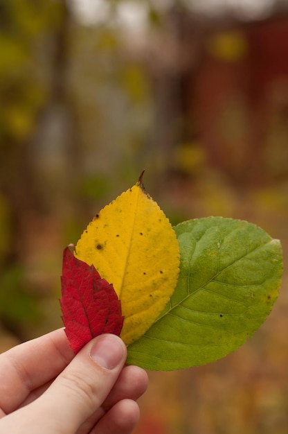 Tre foglie autunnali colorate nelle dita della mano, con uno sfondo sfocato