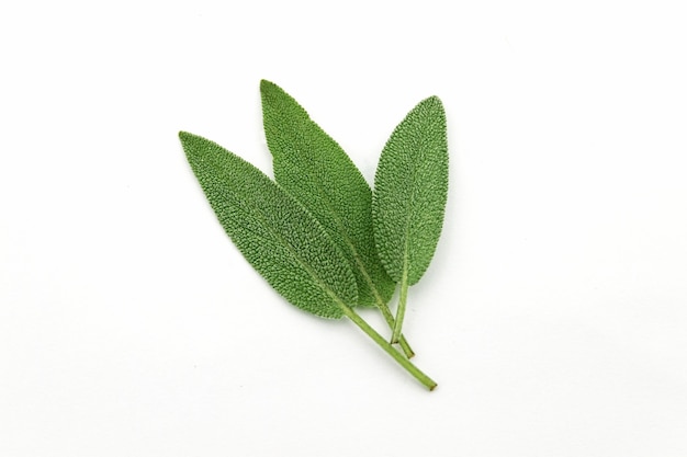 Tre foglie fresche di salvia verde isolato sul muro bianco.