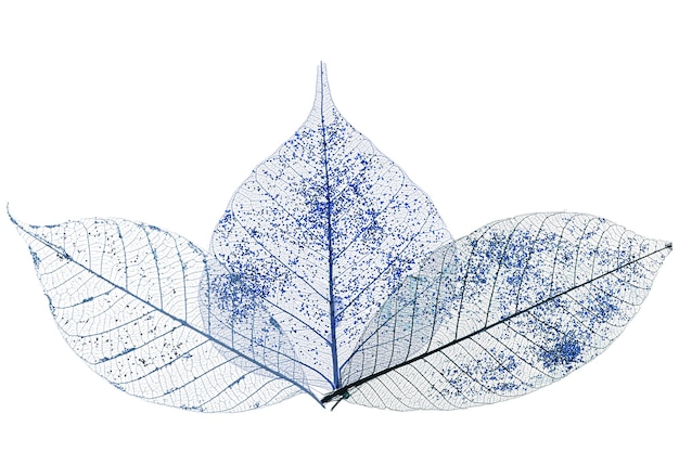 Tre foglie scheletrate isolate su sfondo bianco