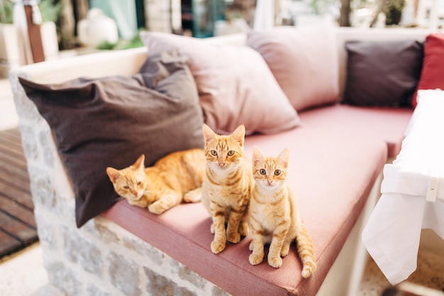 Tre gatti allo zenzero su un divano rosa con cuscini multicolori