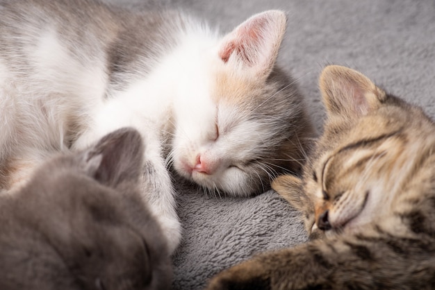 Tre gatti di colore diverso che dormono insieme. Gattini del fratellino e della sorella che dormono