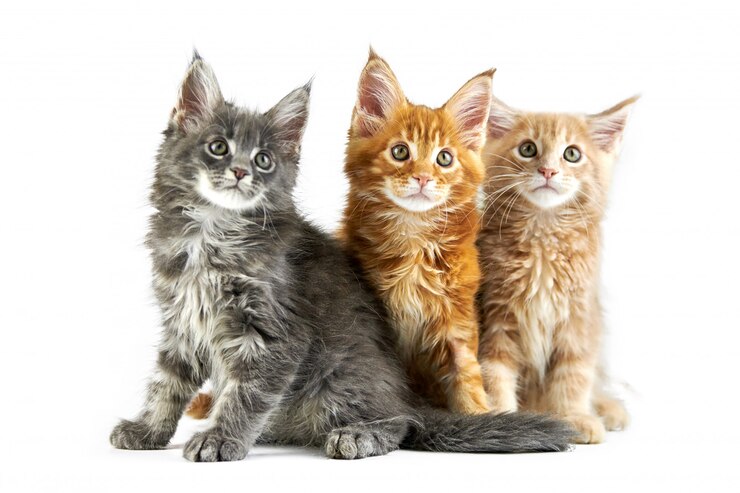 Tre gattini della maine coon, isolati
