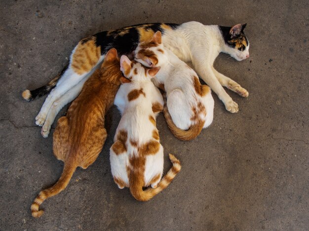 tre gattini e mamma gatto sul pavimento