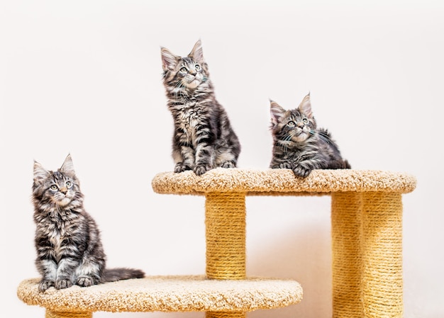 Tre gattini maine coon con una coda lunga e soffice seduto sul tiragraffi contro il muro leggero