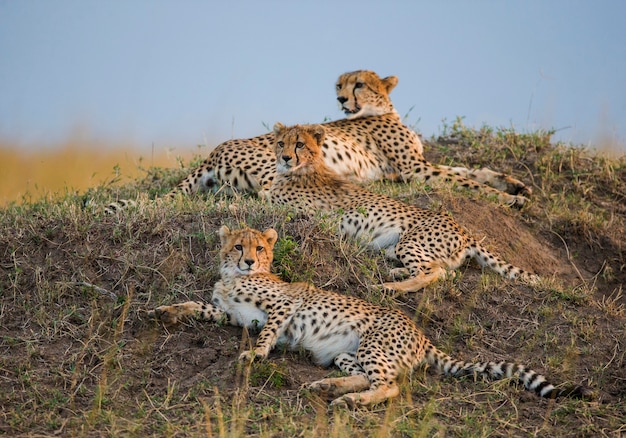 Tre ghepardi nella savana.