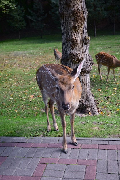 Tre giovani cervi sika stanno camminando nel parco autunnale. Uno di loro è uscito sul marciapiede piastrellato