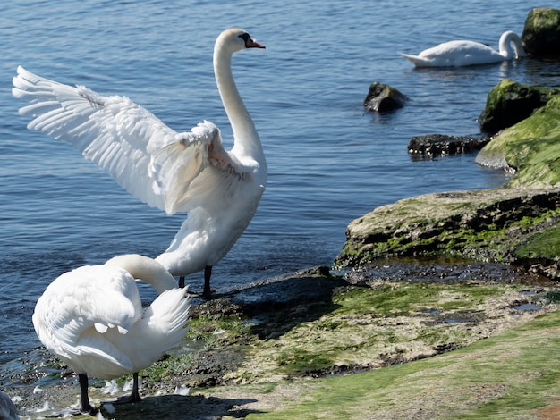 Tre giovani cigni bianchi sulla riva del lago, uno con le ali spiegate