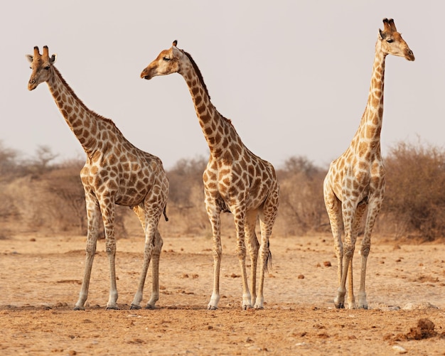 Tre giraffe nel Parco Nazionale di Etosha. Namibia.