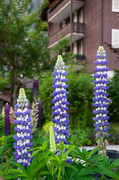 Tre grandi fiori verticali lunghi viola