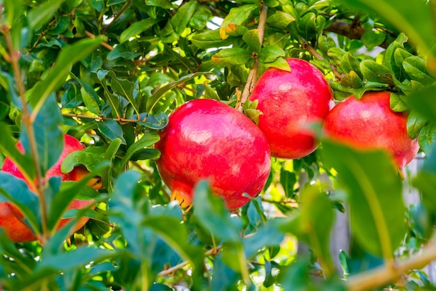 Tre grandi frutti di melagrane rosse pendono e crescono sui rami tra il verde fogliame