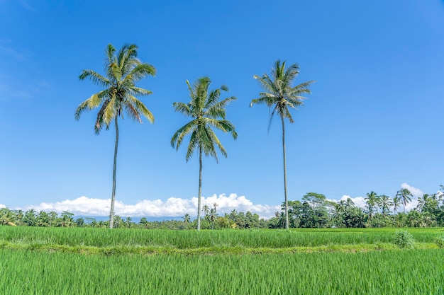 Tre grandi palme da cocco su terrazze di riso verde contro un cielo blu al giorno pieno di sole vicino al villaggio di Ubud nell'isola di Bali, Indonesia