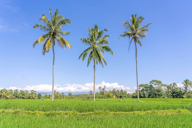 Tre grandi palme da cocco su terrazze di riso verde contro un cielo blu in una giornata di sole vicino al villaggio di Ubud nell'isola di Bali Indonesia Natura e concetto di viaggio