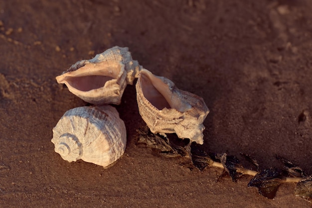 Tre gusci di rapan closeup sulla sabbia bagnata Costa di un fiume, mare o oceano