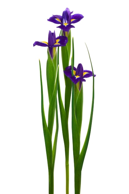 Tre iris viola